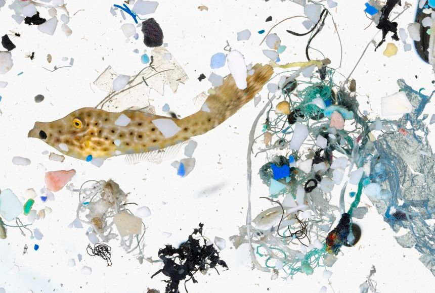 The increasing Microplastics (MPs) in the sea another big threats to marine ecosystem, says KU research study