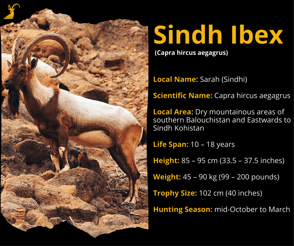 Sindh Ibex Protected by Sindh Wildlife department efforts