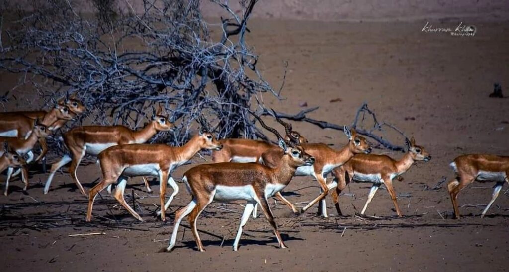 historical-mehrano-wildlife-s-4000-big-game-animals-in-sindh-sindh