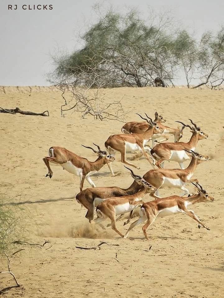 Historical Mehrano Wildlife’s 4000 big game animals in Sindh