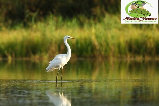 Merciless men destroyed nest of Young Crane Bird in TMK