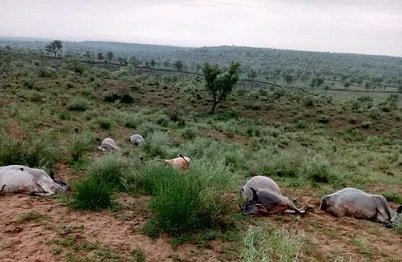 From Heat to Lightning: Tharparkar’s Growing Climate Woes