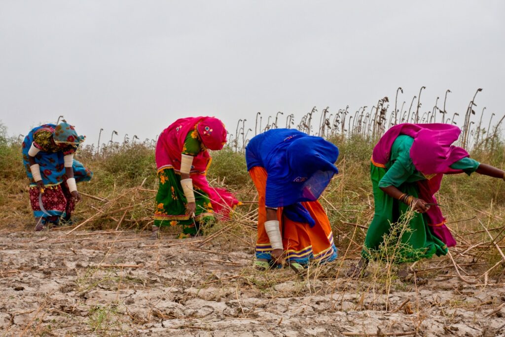 Sindh Introduces Sustainable Solutions for Farmers