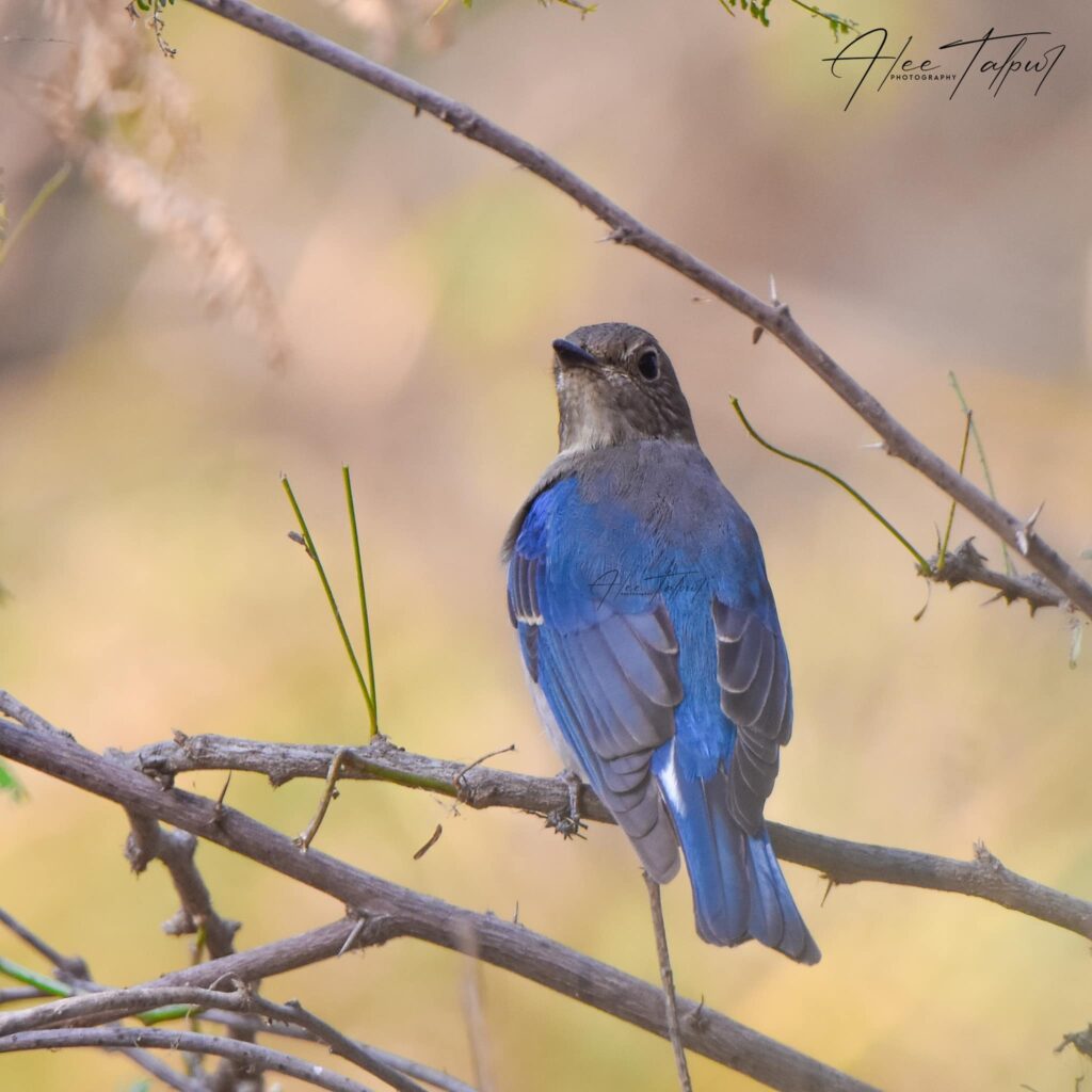 Historic Discovery: First Blue-and-White Flycatcher Sighting Recorded in Mehrano Wildlife Sindh