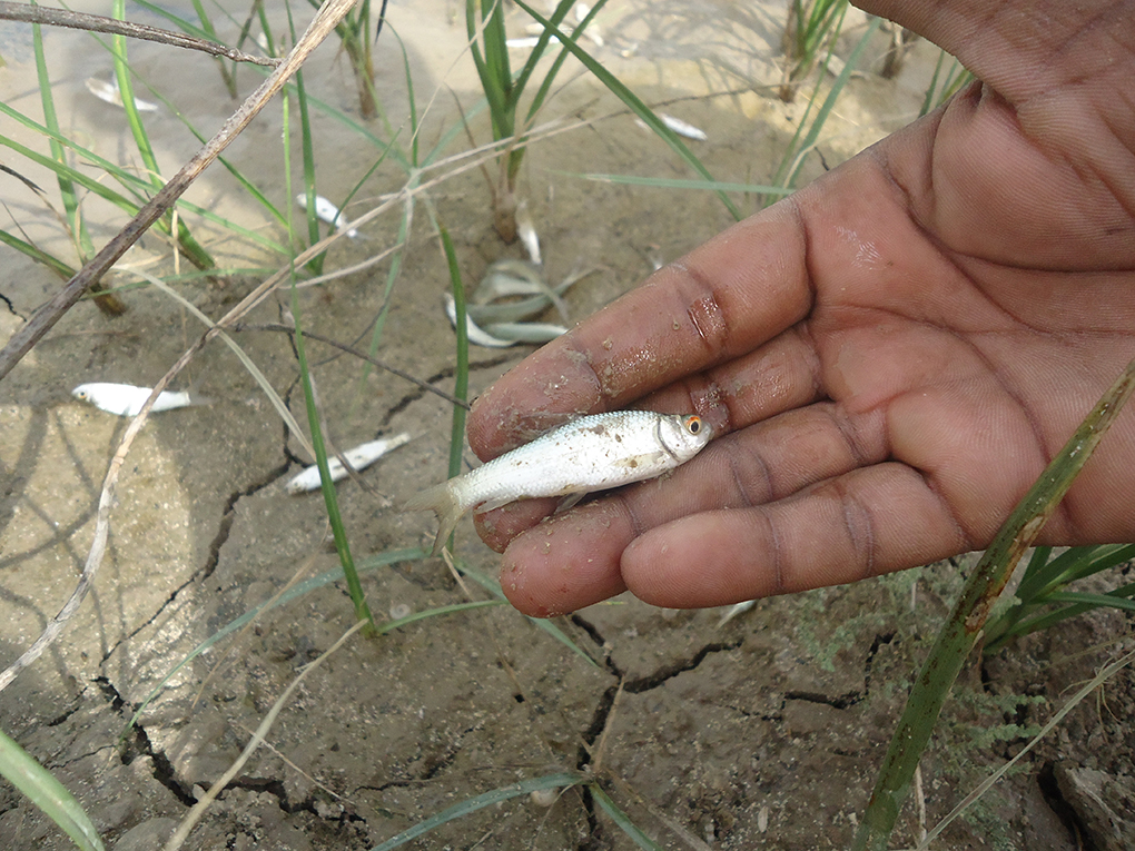 Sindh’s Coastal Communities: Battling Overfishing and Inefficiency by Govt