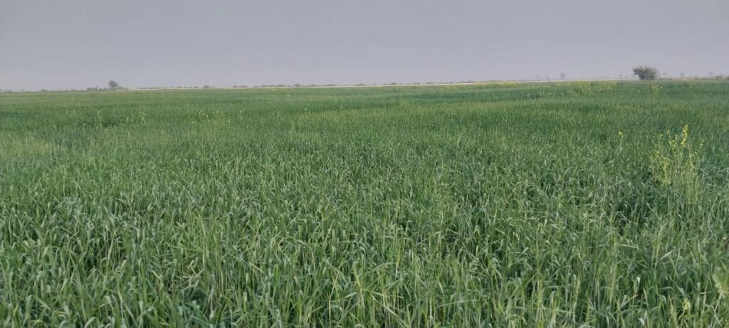 Sindh at the Epicenter of Pakistan’s Climate Catastrophe