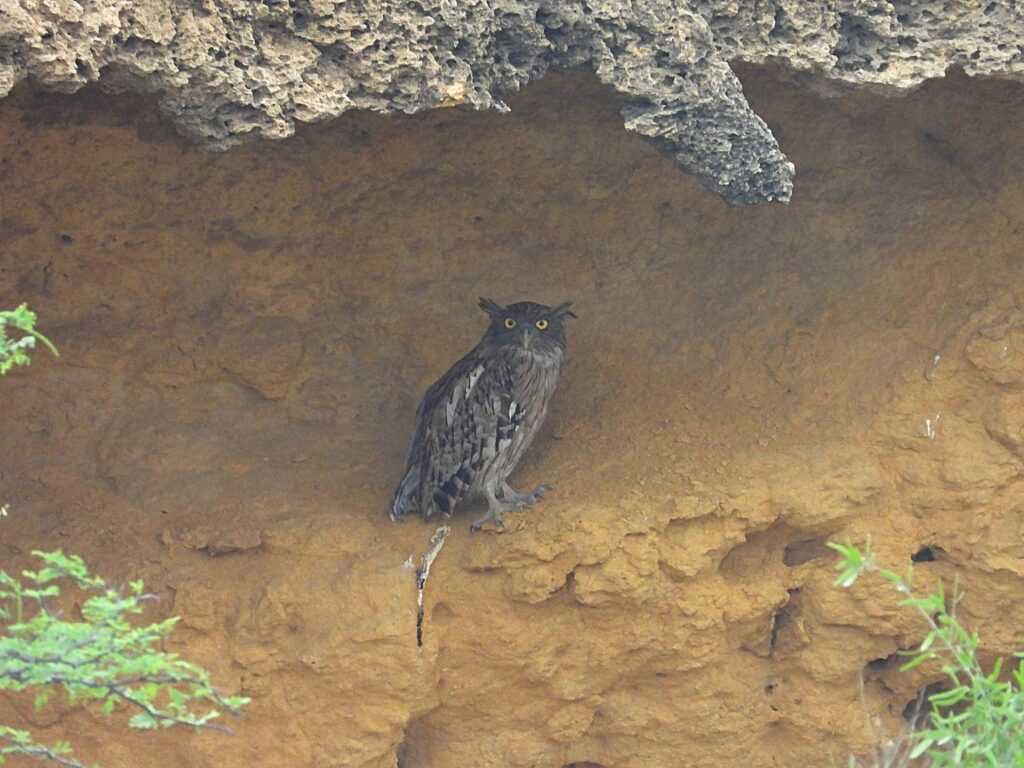 🌿 The Owl That Watched Over Sindh