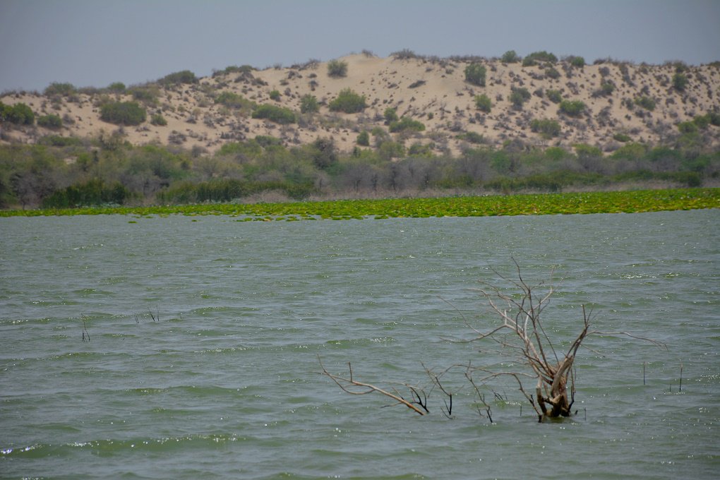The White Desert in Peril: Achro Thar’s Lakes Face Extinction