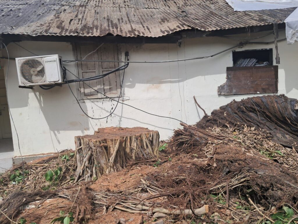 Karachi’s 80-Year-Old Banyan Tree Cut Down in Cold Silence — Right Inside a Government Compound