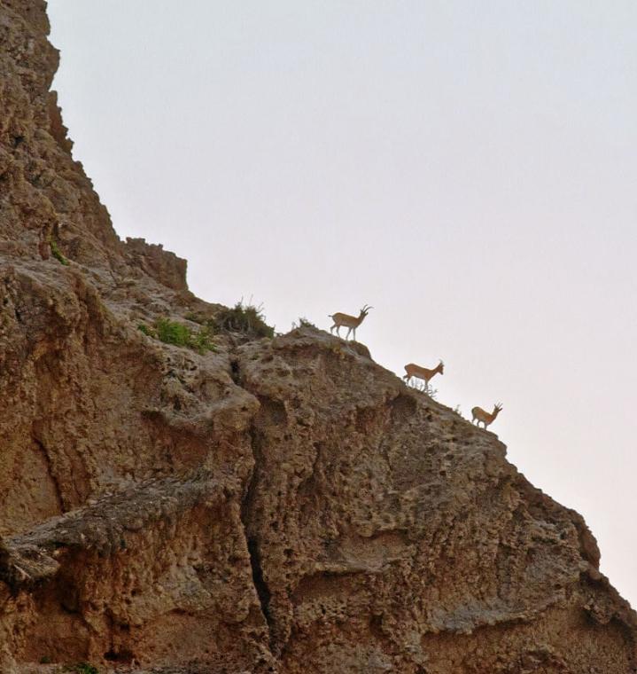 🏔️ Kirthar in Crisis, Ibex in Triumph: The Battle for Sindh’s Wild Heart