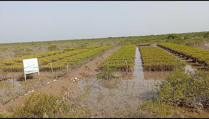 Where Women and Mangroves Grow Together: The Delta Blue Carbon Revolution