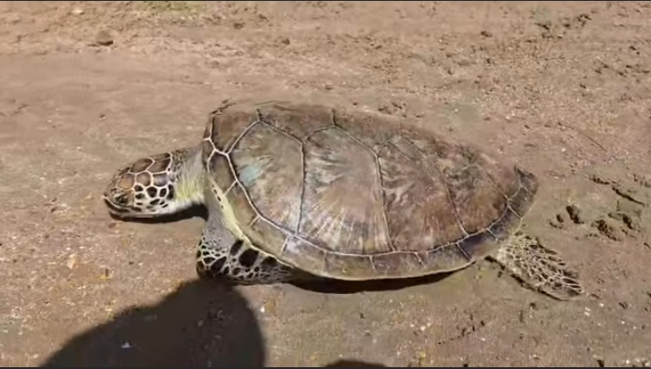 Hawksbay’s Green Turtles: A Fight Against Tradition and Danger